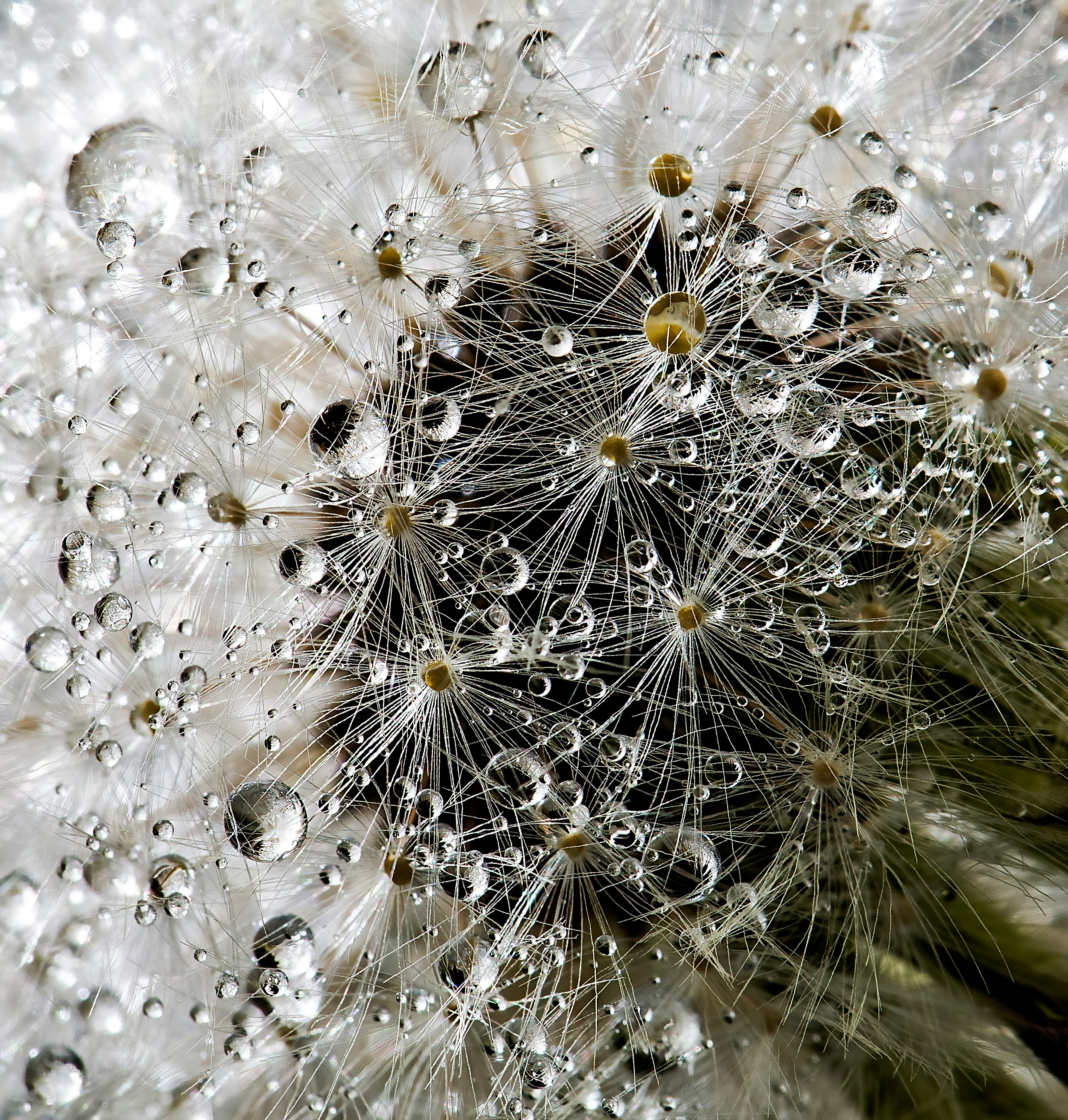 white flower with water drops